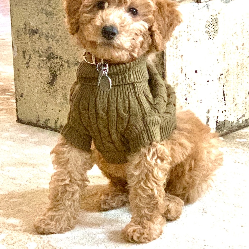 Adorable puppy clothes!